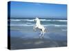 Dream Horses 006-Bob Langrish-Stretched Canvas