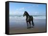 Dream Horses 013-Bob Langrish-Framed Stretched Canvas