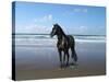 Dream Horses 013-Bob Langrish-Stretched Canvas