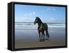 Dream Horses 013-Bob Langrish-Framed Stretched Canvas