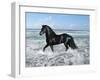 Dream Horses 015-Bob Langrish-Framed Premium Photographic Print