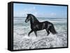 Dream Horses 015-Bob Langrish-Framed Stretched Canvas