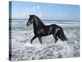 Dream Horses 015-Bob Langrish-Stretched Canvas