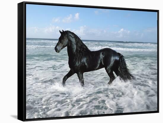 Dream Horses 015-Bob Langrish-Framed Stretched Canvas