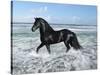 Dream Horses 015-Bob Langrish-Stretched Canvas