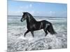 Dream Horses 015-Bob Langrish-Mounted Photographic Print