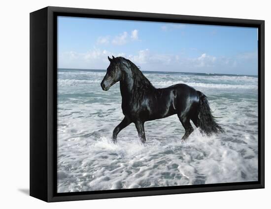 Dream Horses 015-Bob Langrish-Framed Stretched Canvas