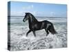 Dream Horses 015-Bob Langrish-Stretched Canvas