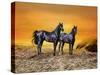 Dream Horses 016-Bob Langrish-Stretched Canvas