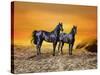 Dream Horses 016-Bob Langrish-Stretched Canvas