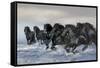 Dream Horses 019-Bob Langrish-Framed Stretched Canvas