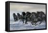 Dream Horses 019-Bob Langrish-Framed Stretched Canvas