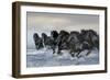 Dream Horses 019-Bob Langrish-Framed Photographic Print