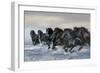 Dream Horses 019-Bob Langrish-Framed Photographic Print