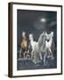 Dream Horses 020-Bob Langrish-Framed Photographic Print