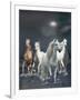 Dream Horses 020-Bob Langrish-Framed Photographic Print