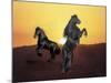Dream Horses 024-Bob Langrish-Mounted Photographic Print