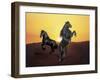 Dream Horses 024-Bob Langrish-Framed Photographic Print