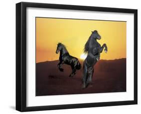 Dream Horses 024-Bob Langrish-Framed Photographic Print