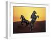 Dream Horses 024-Bob Langrish-Framed Photographic Print