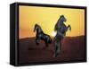 Dream Horses 024-Bob Langrish-Framed Stretched Canvas