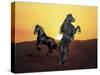 Dream Horses 024-Bob Langrish-Stretched Canvas
