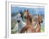 Dream Horses 026-Bob Langrish-Framed Photographic Print