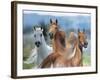 Dream Horses 026-Bob Langrish-Framed Photographic Print
