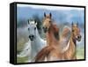 Dream Horses 026-Bob Langrish-Framed Stretched Canvas