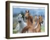 Dream Horses 026-Bob Langrish-Framed Photographic Print