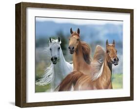 Dream Horses 026-Bob Langrish-Framed Photographic Print