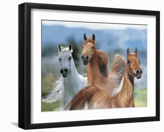 Dream Horses 026-Bob Langrish-Framed Photographic Print