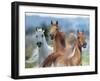 Dream Horses 026-Bob Langrish-Framed Photographic Print