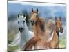 Dream Horses 026-Bob Langrish-Mounted Photographic Print