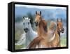 Dream Horses 026-Bob Langrish-Framed Stretched Canvas