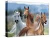 Dream Horses 026-Bob Langrish-Stretched Canvas