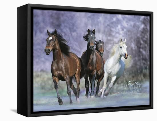 Dream Horses 027-Bob Langrish-Framed Stretched Canvas