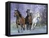 Dream Horses 027-Bob Langrish-Framed Stretched Canvas