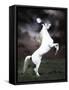 Dream Horses 032-Bob Langrish-Framed Stretched Canvas