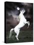 Dream Horses 032-Bob Langrish-Stretched Canvas