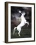 Dream Horses 032-Bob Langrish-Framed Photographic Print