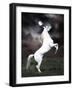 Dream Horses 032-Bob Langrish-Framed Photographic Print