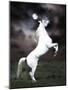 Dream Horses 032-Bob Langrish-Mounted Photographic Print