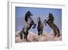 Dream Horses 033-Bob Langrish-Framed Photographic Print