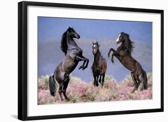 Dream Horses 033-Bob Langrish-Framed Photographic Print