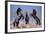 Dream Horses 033-Bob Langrish-Framed Photographic Print