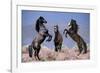 Dream Horses 033-Bob Langrish-Framed Photographic Print