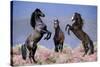 Dream Horses 033-Bob Langrish-Stretched Canvas