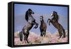 Dream Horses 033-Bob Langrish-Framed Stretched Canvas