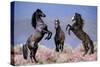 Dream Horses 033-Bob Langrish-Stretched Canvas